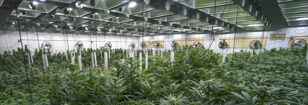flooring contractor for cannabis facility