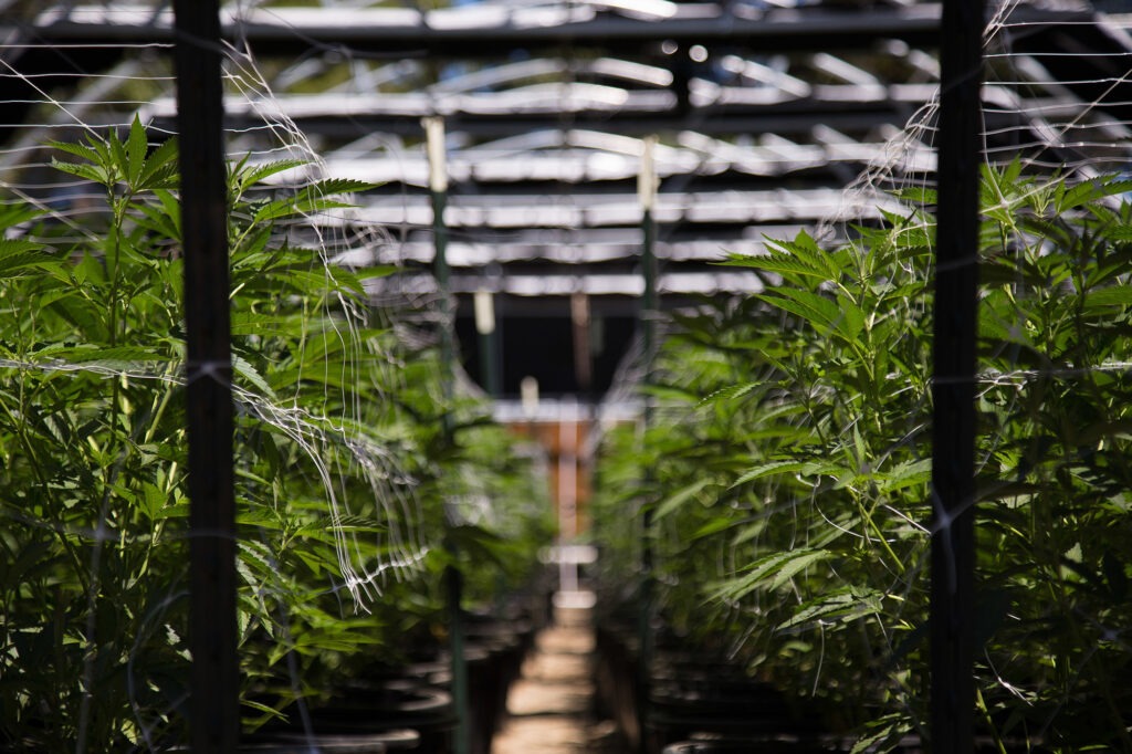 Cannabis cultivation flooring solutions