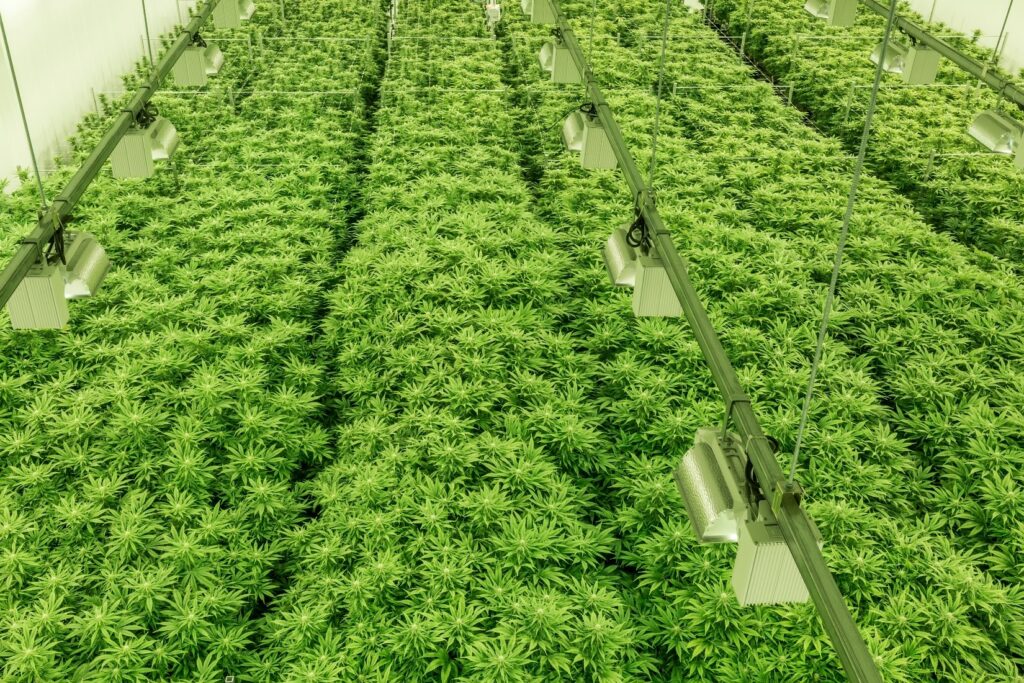 epoxy flooring contractor for cannabis growers